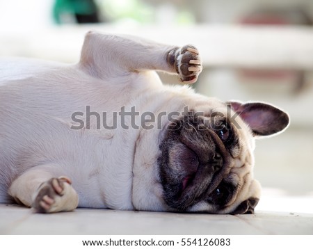 white fat lovely pug dog laying and rolling dancing on the floor making funny face and posture Photo stock © 