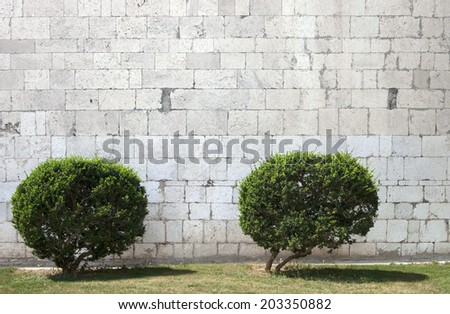 two bushes in front of stone wall