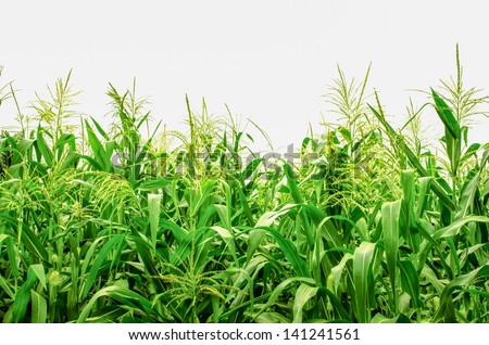 Corn Field Plants Against White Background In Countryside Northern ...