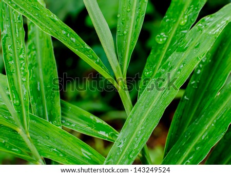 Close-up of Ginger leaves. with water droplets, Natural green background.