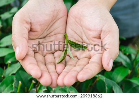 Fresh tea leaves in hands over tea bush on plantation, Thailand.