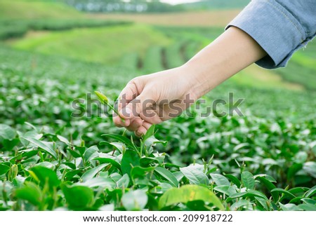tea picking hand, Changrai Thailand.
