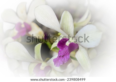 White Orchid closeup, A tender white orchid.