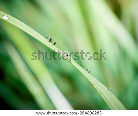 Close up of fresh morning dew on spring grass