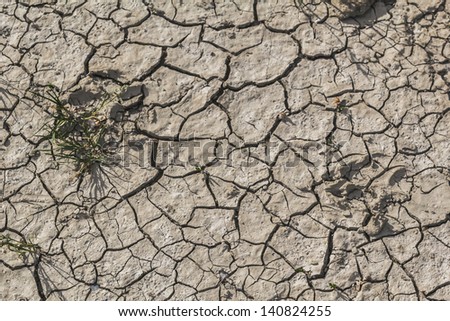 Animal Footprints On Desolate Barren Dry Cracked Soil