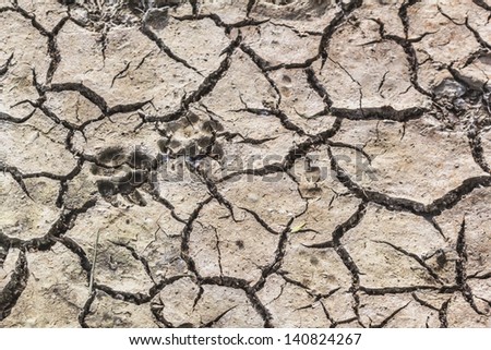 Animal Footprints On Desolate Barren Dry Cracked Soil