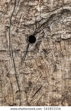Old, weathered, rotten, obsolete wooden cross-tie timber, with curved annual growth lines and lateral cracks, with a drilled hole for rail spike near the center.