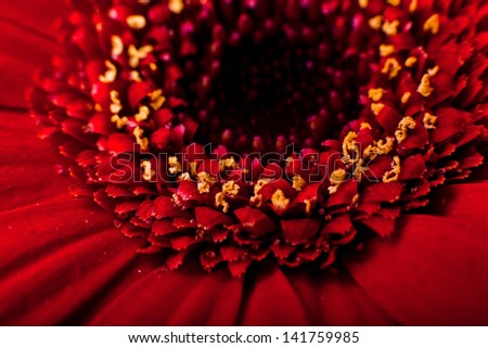 Gerbera Closeup