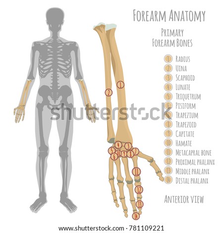 Male forearm bone anatomy. Anterior view  with primary bones names. Vector illustration with human skeleton scheme isolated on a white background.