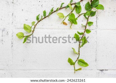 Climber tree on the white wall