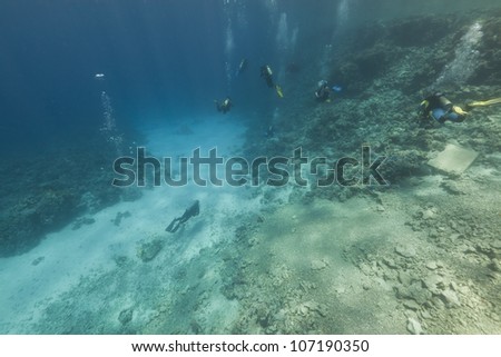 Scuba divers and  tropical reef in the Red Sea.