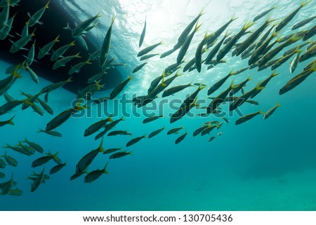 Fish under the boat in the Red Sea