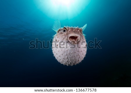 Yellowspotted burrfish using its defense system