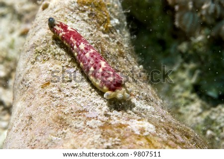 one of the things you don\'t know what it is. It looks like leg of seastar on a coneshell