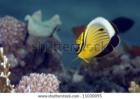 exquisite butterflyfish (chaetodon paucifasciatus)