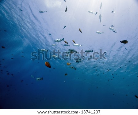 ocean and fish