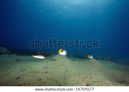 butterfly fish and wide ocean