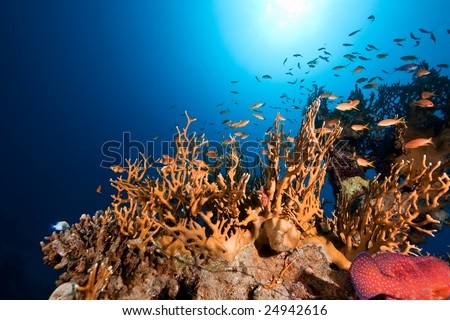 coral,ocean and fish