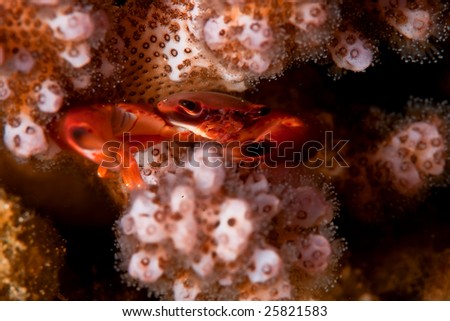 rainbow swimming crab (charybdis paucidentata)