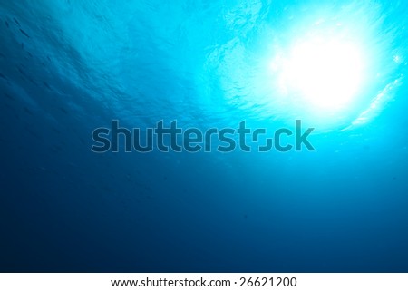 ocean,sun and fish