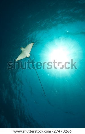 ocean, sun and spotted eagle ray