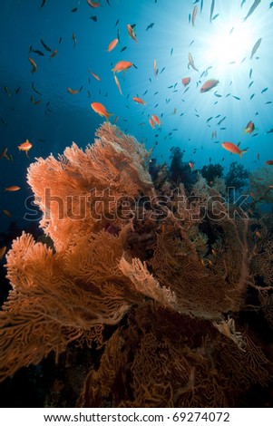 Sea fan and tropical underwater life in the Red Sea.
