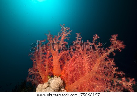 Coral reef and reef fish in the Red Sea.