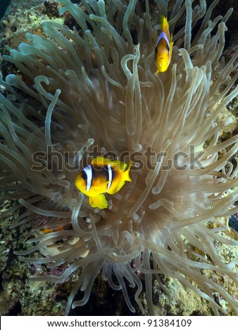 Anemonefish and magnificent anemone in the Red Sea.