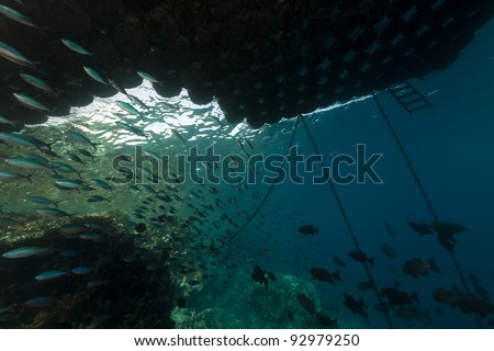 Fish under a floating pier in the Red Sea