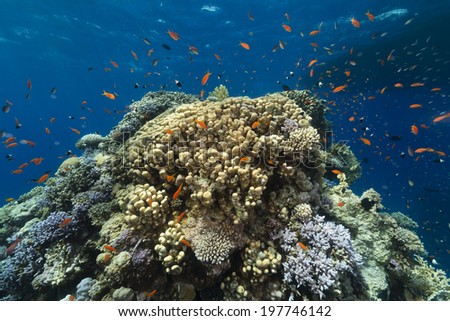 The aquatic life in the Red Sea