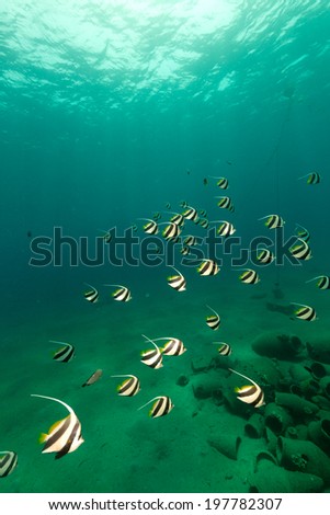 Schooling bannerfish and the aquatic life in the Red Sea