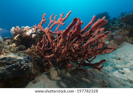 Toxic finger sponge and the aquatic life in the Red Sea