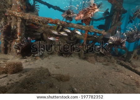 Lionfish under a landing-stage in the Red Sea