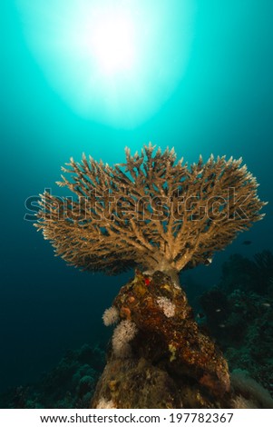 Acropora and the aquatic life in the Red Sea