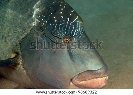 Close-up of a napoleon wrasse in the Red Sea.