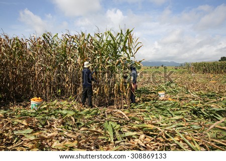 MAE SOT THAILAND - SEPTEMBER19 : Farmers are harvesting corn before being poured together in a farm outside the town of Mae Sot, THAILAND on SEPTEMBER19, 2014