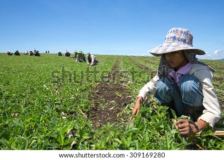 POP PRA THAILAND - JUNE5 : Burmese migrant workers  cleaning weeds from chili seedling in the plantation Pop Pra, Thailand on JUNE5,2015