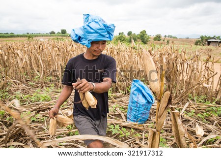 TAK THAILAND - SEP28 : Unidentified Karen migrant worker using a hat sack roll in corn fields ha?vesting at Ban Thaluang, Mae Ramad, Tak, Thailand on SEPTEMBER28,2015