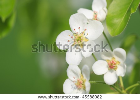 White flowers and green leaves of apple tree