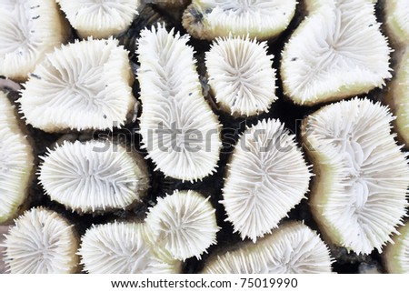 close-up of white coral