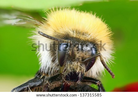 macro bee with yellow hair