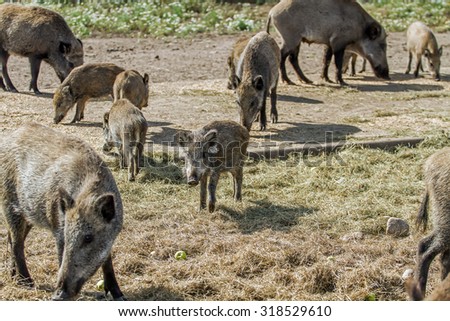 wild boar with a small hogs