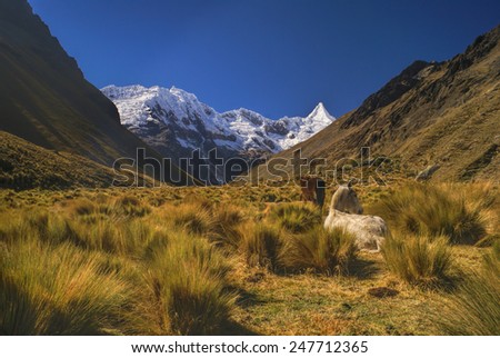 Horses grazing in scenic valley between high mountain peaks in Peruvian Andes