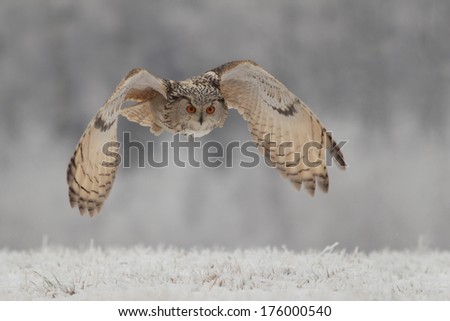 Flying Eagle-Owl