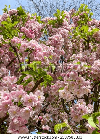 Similar – Foto Bild Frühlingsgefühle Unschärfe