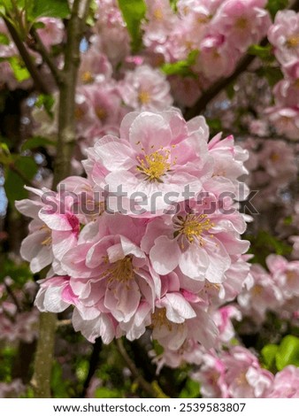 Similar – Foto Bild Frühlingsgefühle Unschärfe