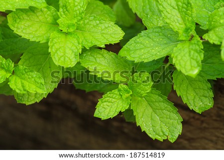 Peppermint leaves in herb garden for food ingredient.