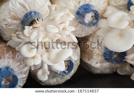 Oyster mushroom farm for food ingredient.