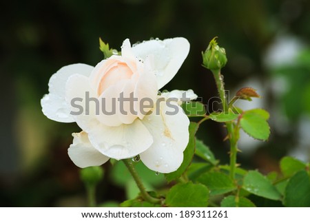 White rose in garden flower in the rain season.