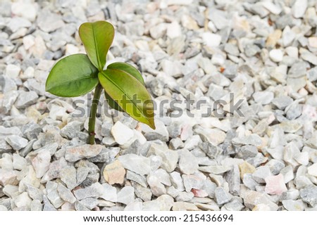 Seedling plant on the rock